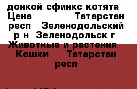 донкой сфинкс котята › Цена ­ 15 000 - Татарстан респ., Зеленодольский р-н, Зеленодольск г. Животные и растения » Кошки   . Татарстан респ.